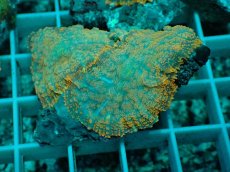 画像1: No.16 ディスクコーラルsp オレンジ (1)