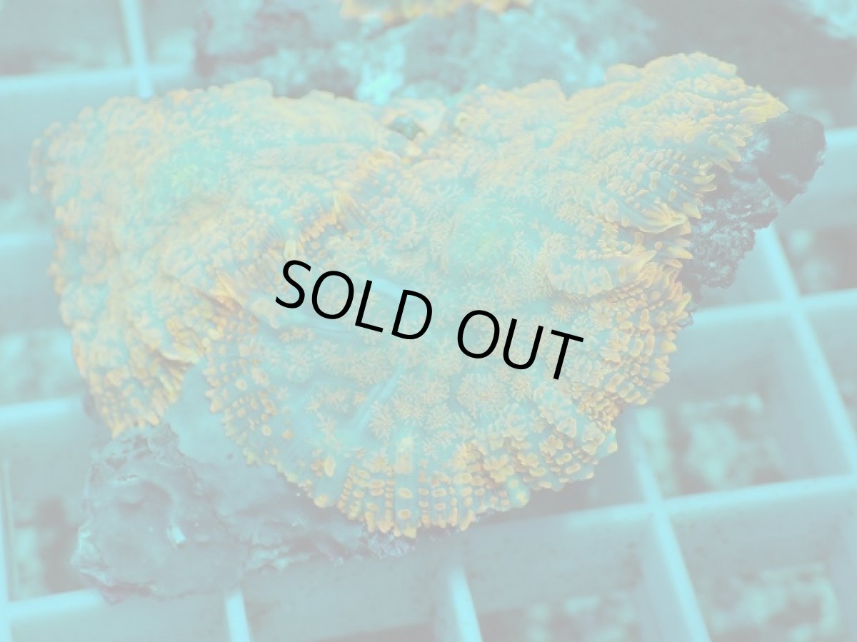 画像2: No.16 ディスクコーラルsp オレンジ (2)