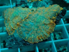 画像2: No.16 ディスクコーラルsp オレンジ (2)