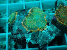 画像1: No.17 ディスクコーラルsp オレンジ (1)