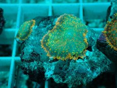 画像2: No.17 ディスクコーラルsp オレンジ (2)