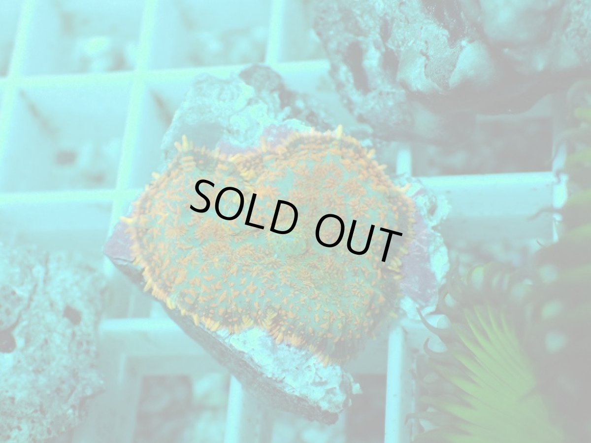 画像1: No.18 ディスクコーラルsp オレンジ (1)