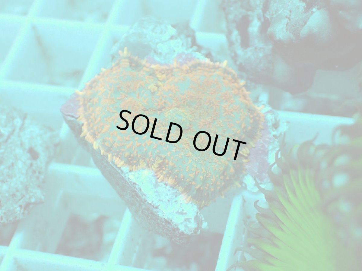 画像2: No.18 ディスクコーラルsp オレンジ (2)