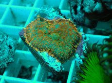 画像2: No.18 ディスクコーラルsp オレンジ (2)