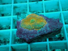 画像1: No.19 ディスクコーラルsp オレンジ (1)