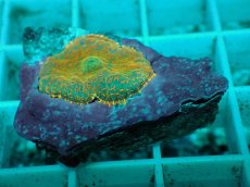 画像2: No.19 ディスクコーラルsp オレンジ (2)