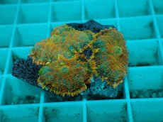 画像1: No.20 ディスクコーラルsp オレンジ (1)