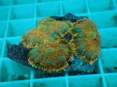 画像2: No.20 ディスクコーラルsp オレンジ (2)