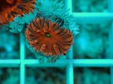 画像1: No.1 オオタバサンゴ　メタリックレッド (1)