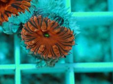 画像2: No.1 オオタバサンゴ　メタリックレッド (2)