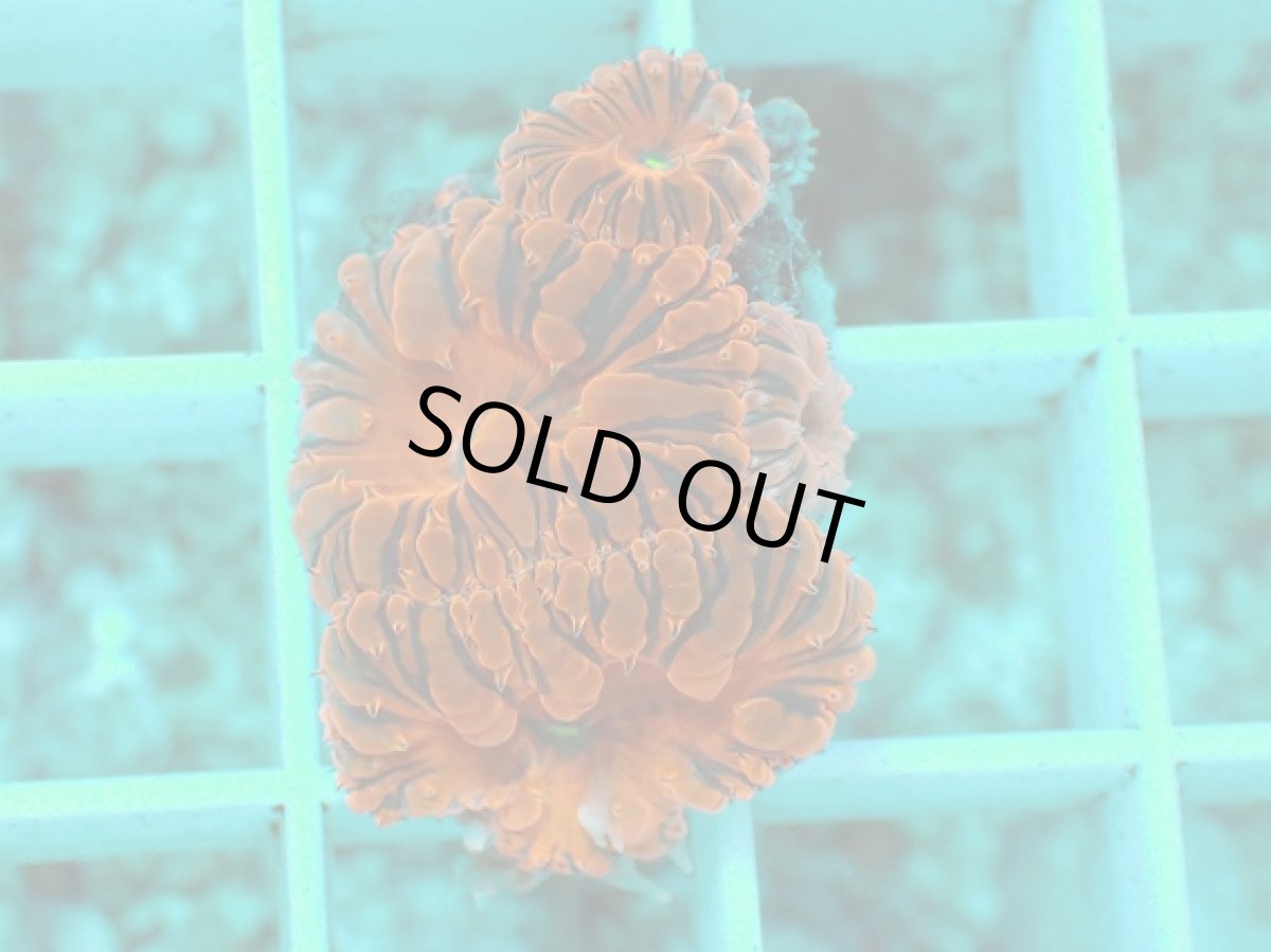 画像1: No.2 オオタバサンゴ　メタリックレッド (1)