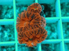 画像1: No.2 オオタバサンゴ　メタリックレッド (1)