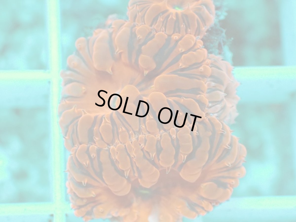 画像2: No.2 オオタバサンゴ　メタリックレッド (2)