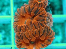 画像2: No.2 オオタバサンゴ　メタリックレッド (2)