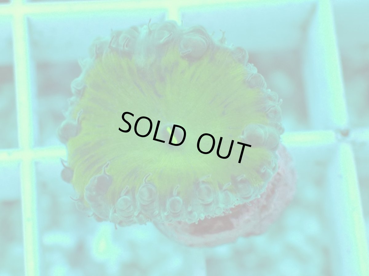 画像1: No.3 オオタバサンゴ　グリーン (1)