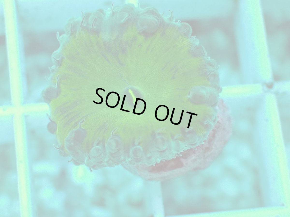 画像2: No.3 オオタバサンゴ　グリーン (2)