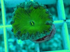 画像2: No.3 オオタバサンゴ　グリーン (2)