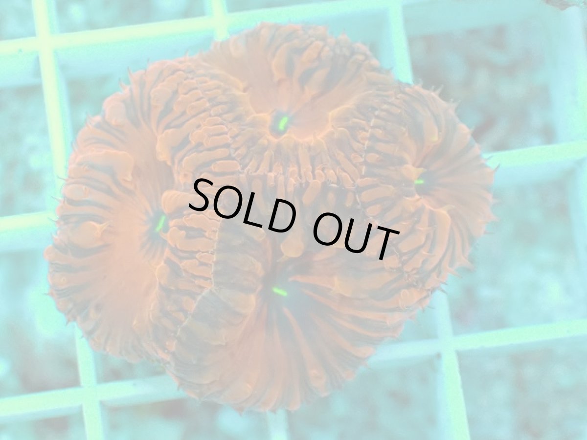 画像1: No.4 オオタバサンゴ　メタリックレッド (1)