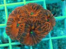 画像1: No.4 オオタバサンゴ　メタリックレッド (1)