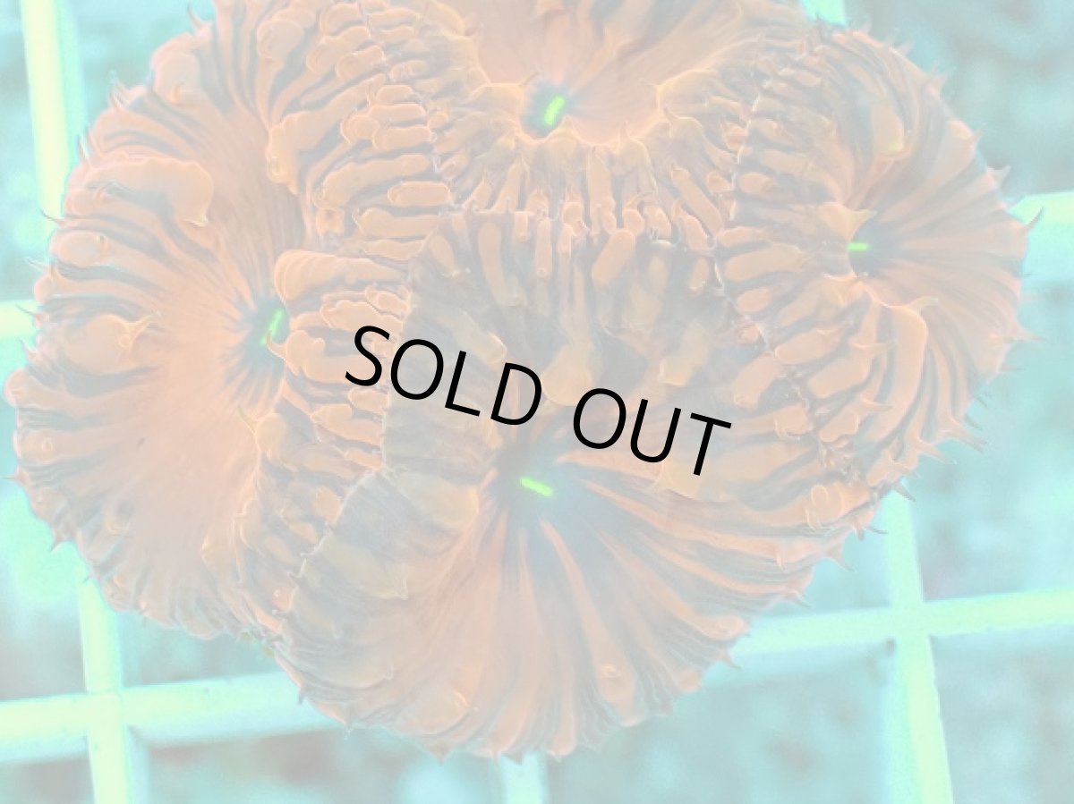 画像2: No.4 オオタバサンゴ　メタリックレッド (2)