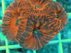 画像2: No.4 オオタバサンゴ　メタリックレッド (2)