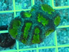 画像1: No.5 オオタバサンゴ　グリーン (1)