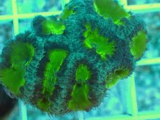 画像2: No.5 オオタバサンゴ　グリーン (2)