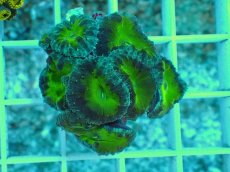 画像1: No.6 オオタバサンゴ　グリーン (1)