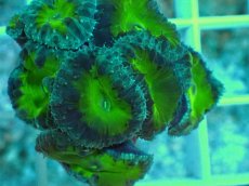 画像2: No.6 オオタバサンゴ　グリーン (2)