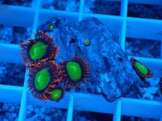 画像1: No.1 マメスナギンチャク　スペシャルマルチ (1)