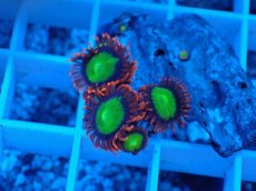 画像2: No.1 マメスナギンチャク　スペシャルマルチ (2)