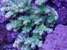 画像2: No.141 浅場ミドリイシ (2)