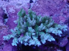 画像1: No.142 クシハダミドリイシ (1)