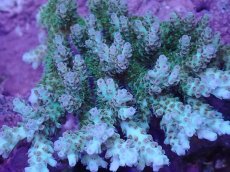 画像2: No.142 クシハダミドリイシ (2)