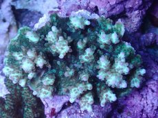 画像1: No.143 浅場ミドリイシ (1)