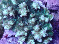 画像2: No.143 浅場ミドリイシ (2)