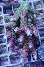 画像1: No.144 【rare】浅場ミドリイシ (1)