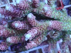 画像2: No.144 【rare】浅場ミドリイシ (2)