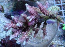 画像1: No.145 【rare】浅場ミドリイシ (1)