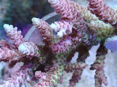 画像2: No.145 【rare】浅場ミドリイシ (2)