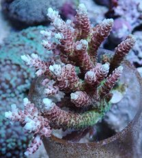 画像1: No.146 【rare】浅場ミドリイシ (1)