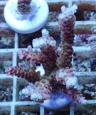 画像1: No.147 【rare】浅場ミドリイシ (1)