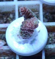 画像1: No.148 【rare】浅場ミドリイシ (1)