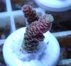 画像2: No.148 【rare】浅場ミドリイシ (2)