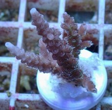 画像1: No.149 【rare】浅場ミドリイシ (1)