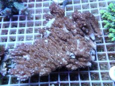 画像1: No.150 オーストラリア産　クシハダミドリイシ　　【頑張りました！格安です！】 (1)