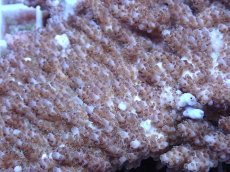 画像2: No.150 オーストラリア産　クシハダミドリイシ　　【頑張りました！格安です！】 (2)