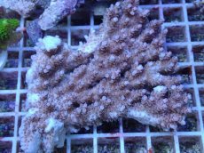 画像1: No.151 オーストラリア産　クシハダミドリイシ　　【頑張りました！格安です！】 (1)