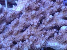 画像2: No.151 オーストラリア産　クシハダミドリイシ　　【頑張りました！格安です！】 (2)