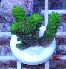 画像1: No.152 フィジー産 ツツユビミドリイシ (1)